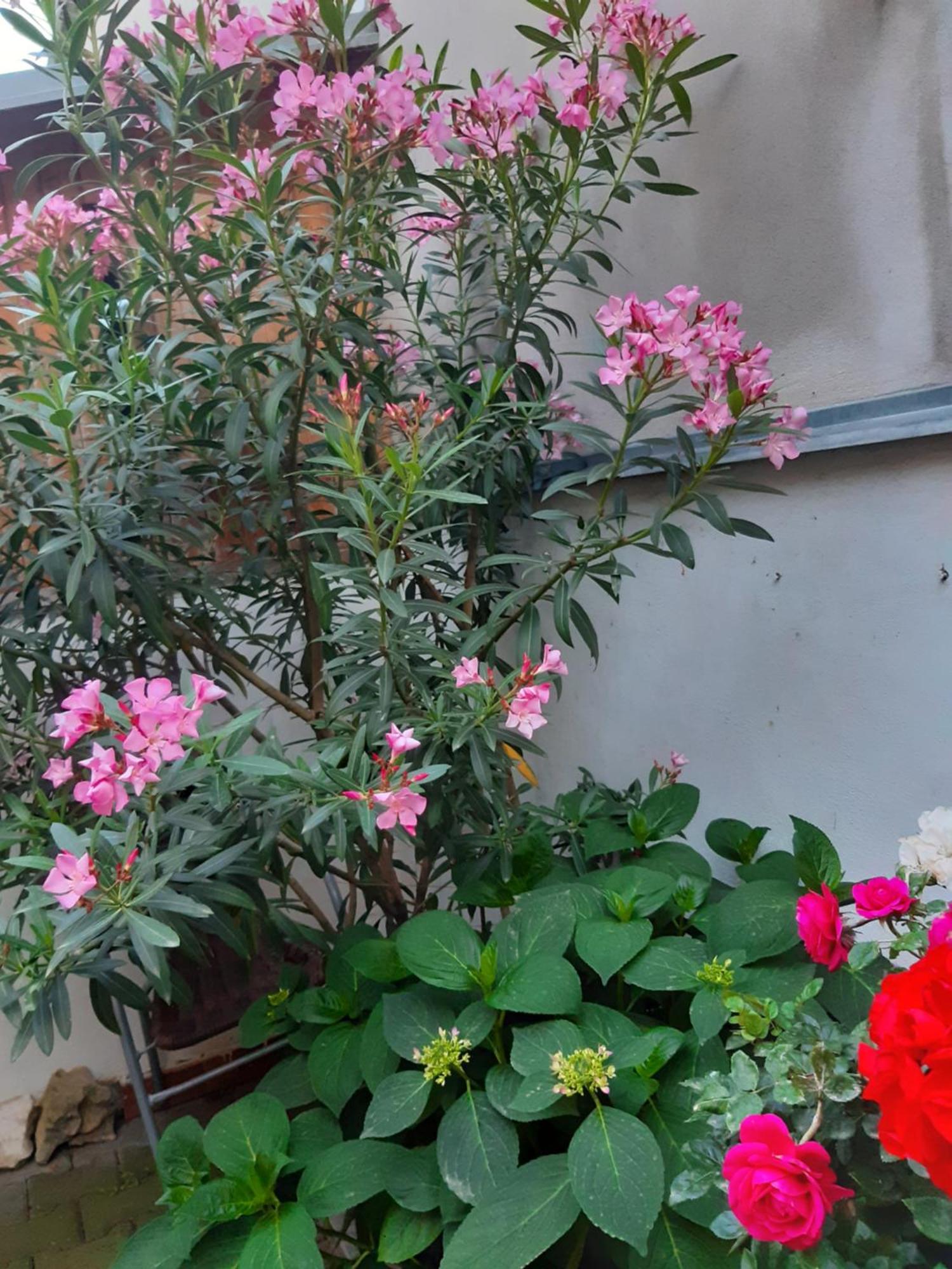 U Pani Malirky Apartment Valtice Exterior photo
